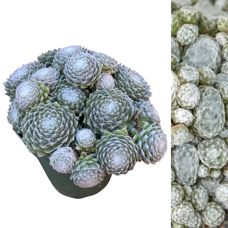 image 1 of Carbeth Plants Sempervivum Arctic White - Drought Tolerant & Easy Care Plant | Multi