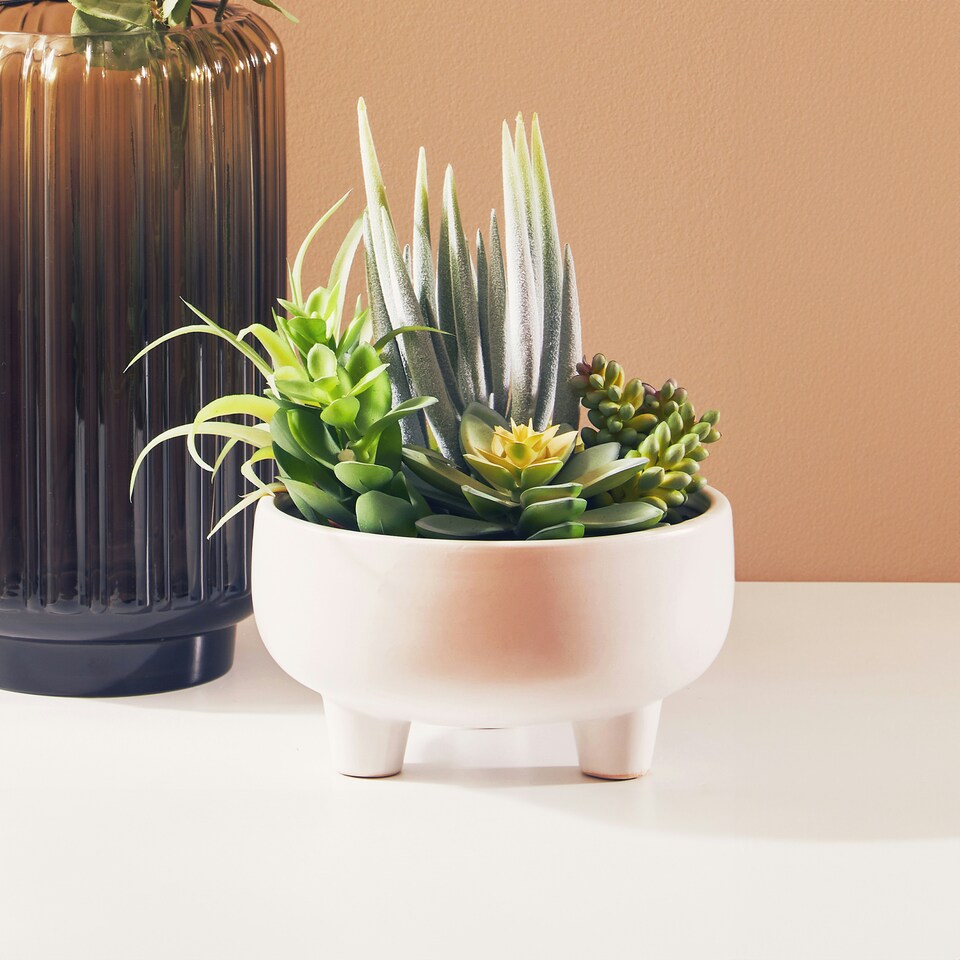 image 1 of Fiori Mixed Succulents In Large Ceramic Pot