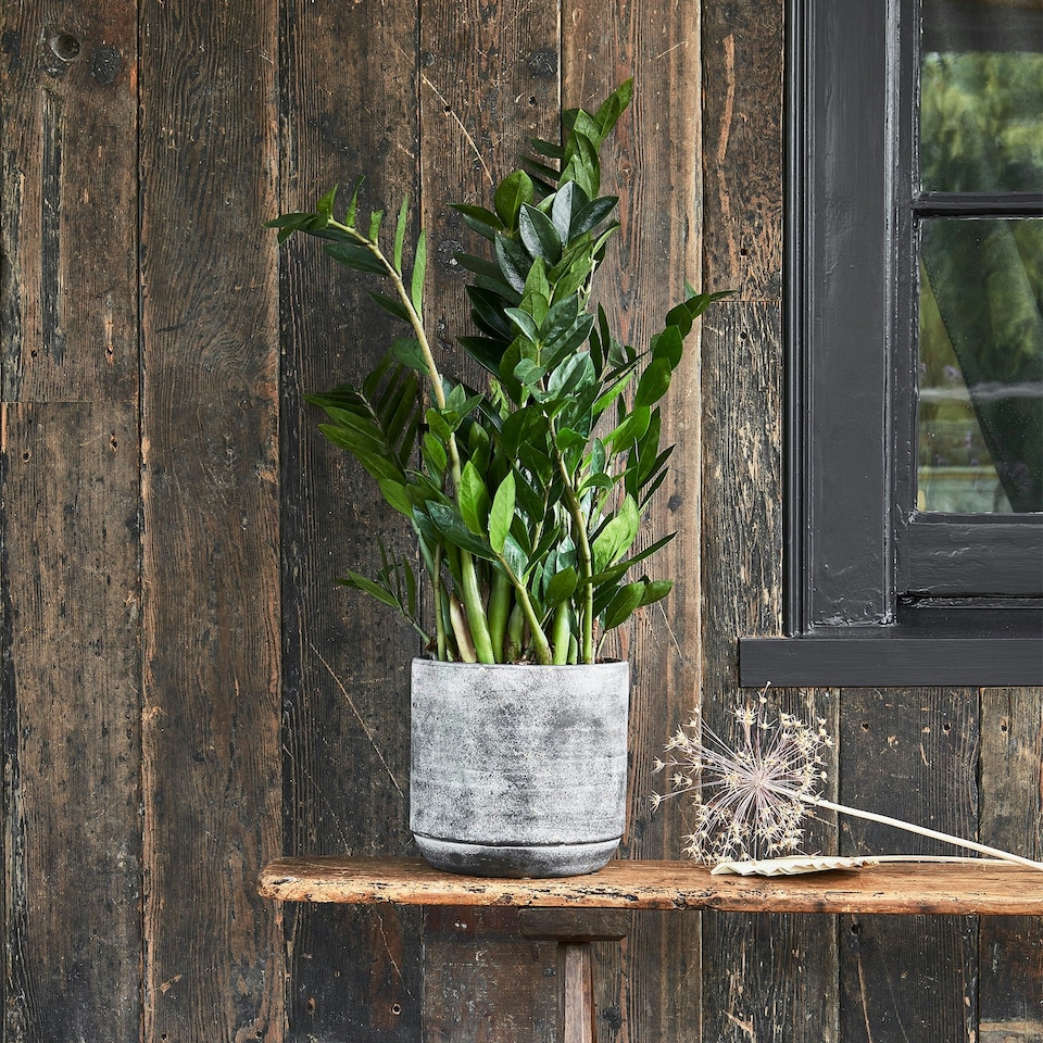 image 1 of Tivoli Planter - Cement - L26 x W26 x H25 cm - Earth | Multi