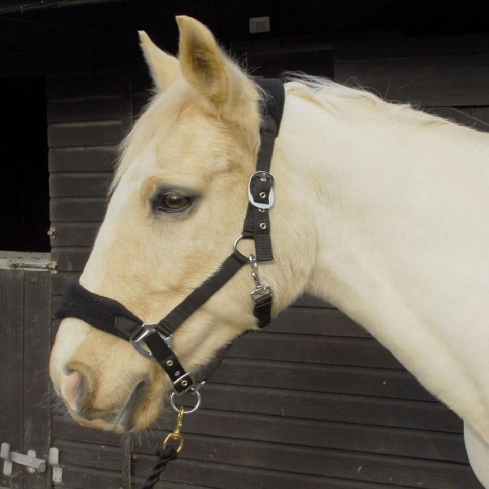 image 1 of Rhinegold Comfort Headcollar And Rope Set Red | Size: Cob
Colour: Red