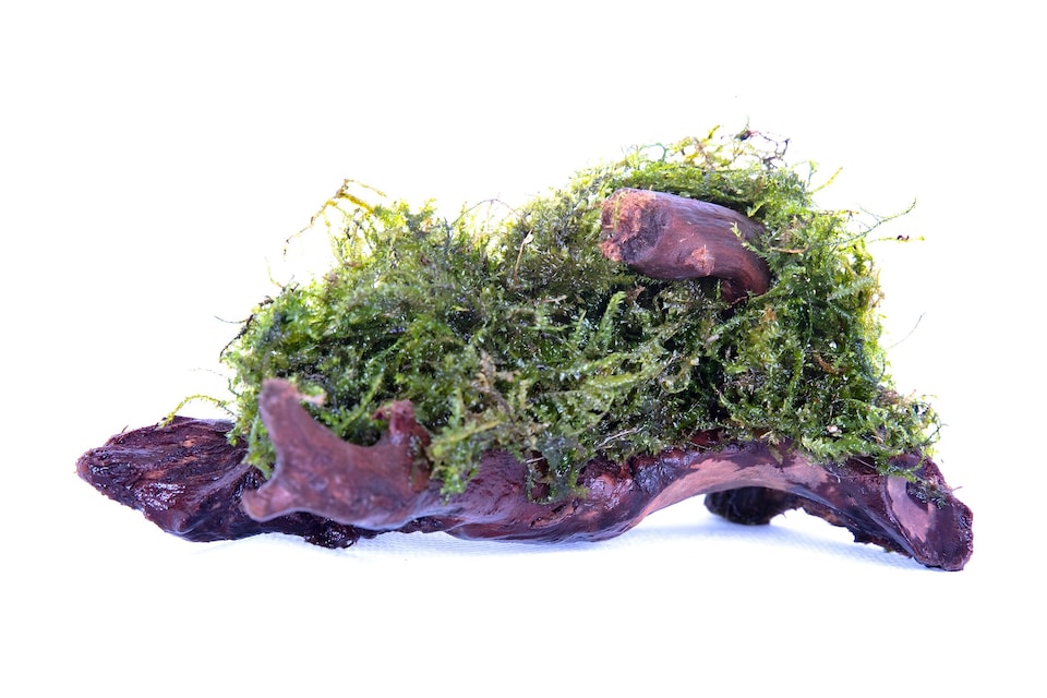 image 1 of Java Moss (Vesicularia dubyana Driftwood/Coco-Shell/Bio-Sphere) - Live Aquarium & Terrarium Plant, Low Light