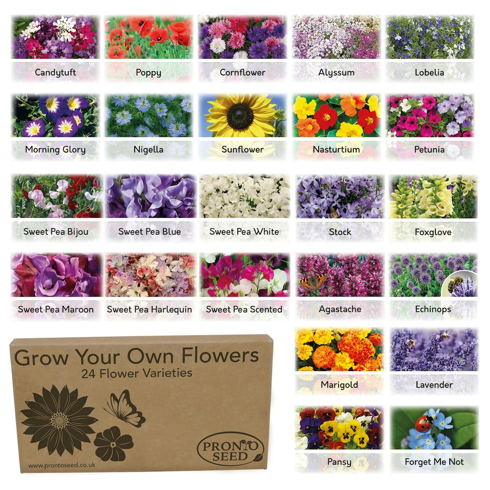 image 1 of Pronto Seed Flower Bumper Pack - 24 Varieties, Over 3,100 Flower Seeds for Beds, Pots and Baskets