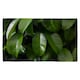 image 1 of Closeup of beautiful glossy green leaves (Kitchen Towel)