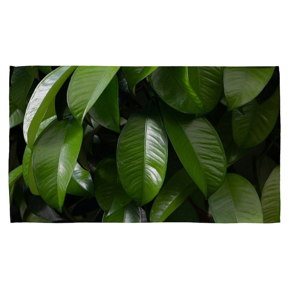 image 1 of Closeup of beautiful glossy green leaves (Kitchen Towel)