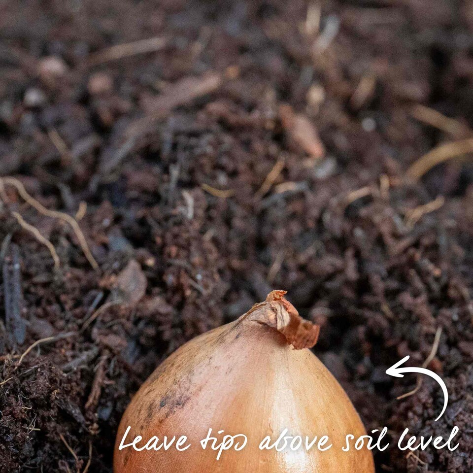 image 1 of Autumn planting onion sets - Red and White mix (approx. 65–75 sets)