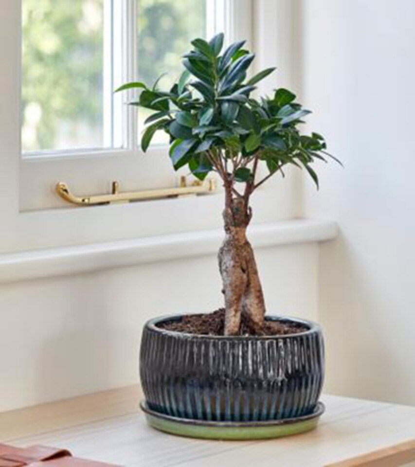 image 1 of Round Reactive Glaze Bonsai Planter Set of 2 - Cement - L24.5 x W24.5 x H12 cm - Emerald | Green