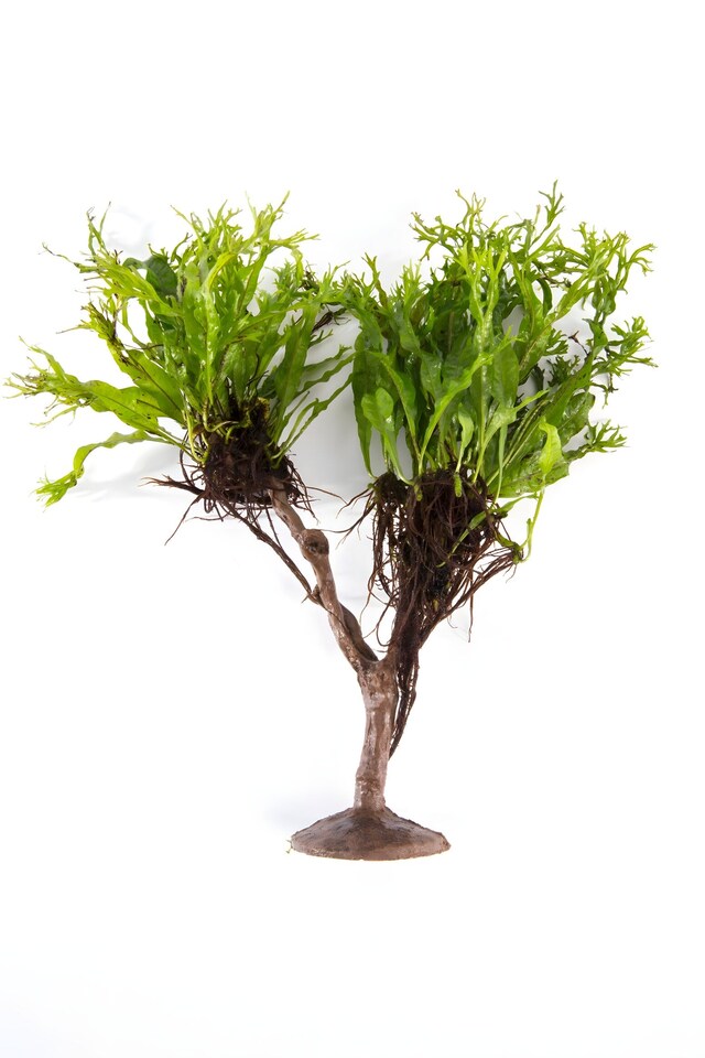 image 1 of Windelov Java Fern (Microsorum pteropus 'Windelov') - Live Aquarium Plant for Midground Planting - Fish Tank Plant