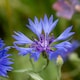 image 8 of Natures Haven Easy Wildflower Seed Mix, Pollinator-Friendly with Added Fertiliser 1.2kg box