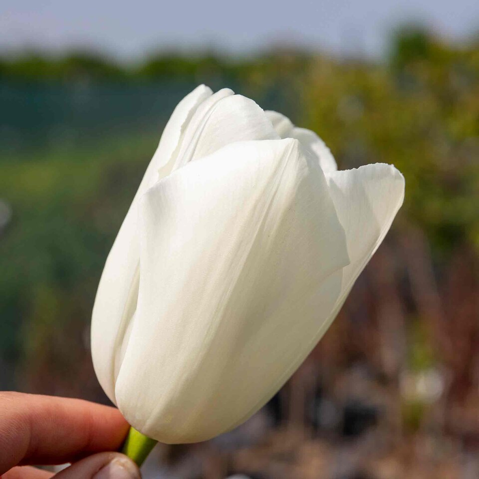 image 1 of Marshalls Garden Tulip Bulbs 'Clearwater' 10 Pack