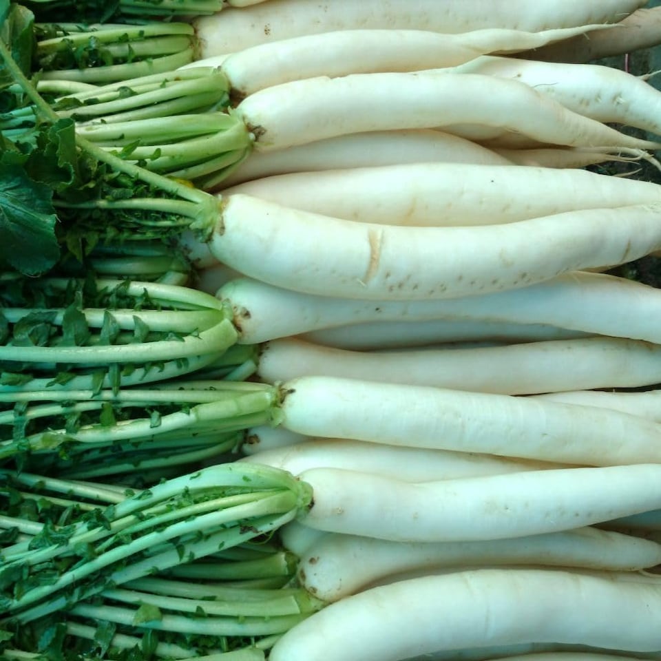 image 1 of Organic Mooli Radish Minowase White Root - Fast Growing, Mild Flavour, Salad & Cooking - Thompson & Morgan 1x Seed Packet