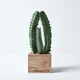 image 6 of Homescapes Artificial Cactus Plant In Wooden Pot, 33 cm Tall