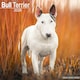 image 1 of Bull Terrier 2026 Calendar | Square Wall Calendar | Dog Breed Gift | Plastic Free Packaging | by Avonside Publishing