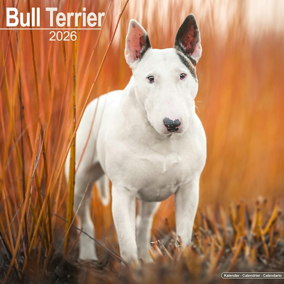 image 1 of Bull Terrier 2026 Calendar | Square Wall Calendar | Dog Breed Gift | Plastic Free Packaging | by Avonside Publishing