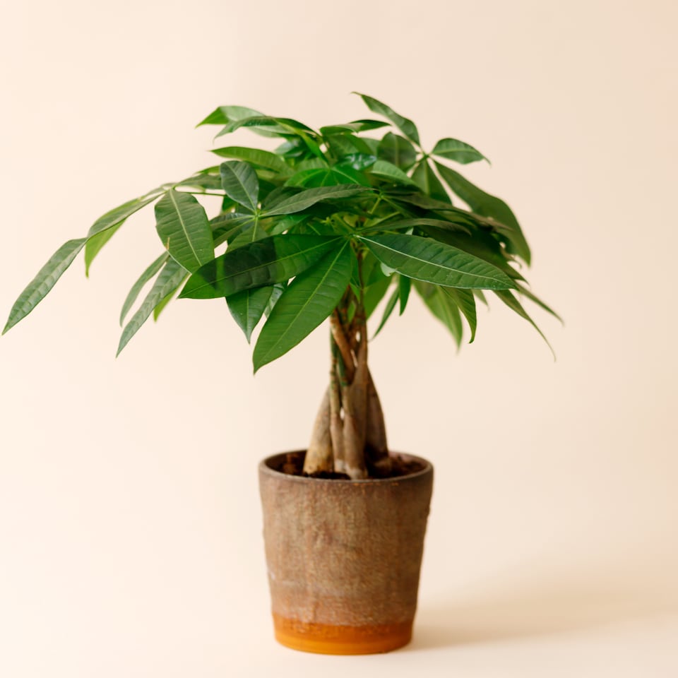 image 1 of YouGarden Pachira Aquatica 'Money Tree', Established Plant in 12cm Pot, Ready to Plant, Evergreen Air Purifying Plants