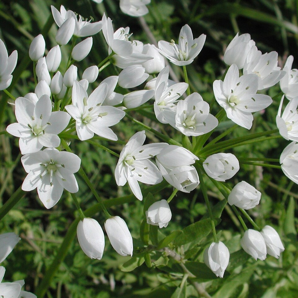 100 x Small Flowering Allium Mix - Spring Bulbs - Tesco Groceries