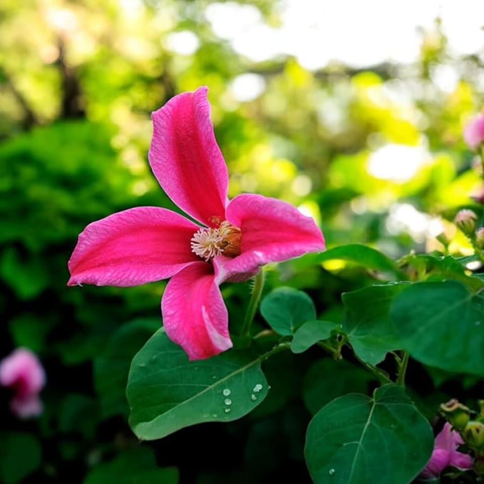 image 1 of Carbeth Plants 2 x Clematis Princess Diana in 9cm Pot - Summer Flowering Garden Ready Shrub