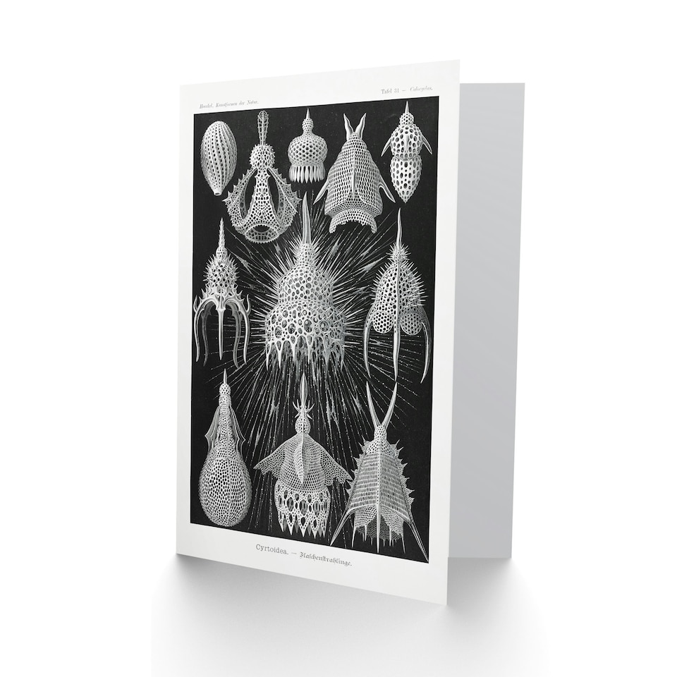 image 1 of Ernst Haeckel Art Card Crytoidea Marine Microorganisms