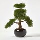 image 5 of Homescapes Artificial Bonsai Tree in Black Ceramic Pot