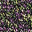 Col 2590