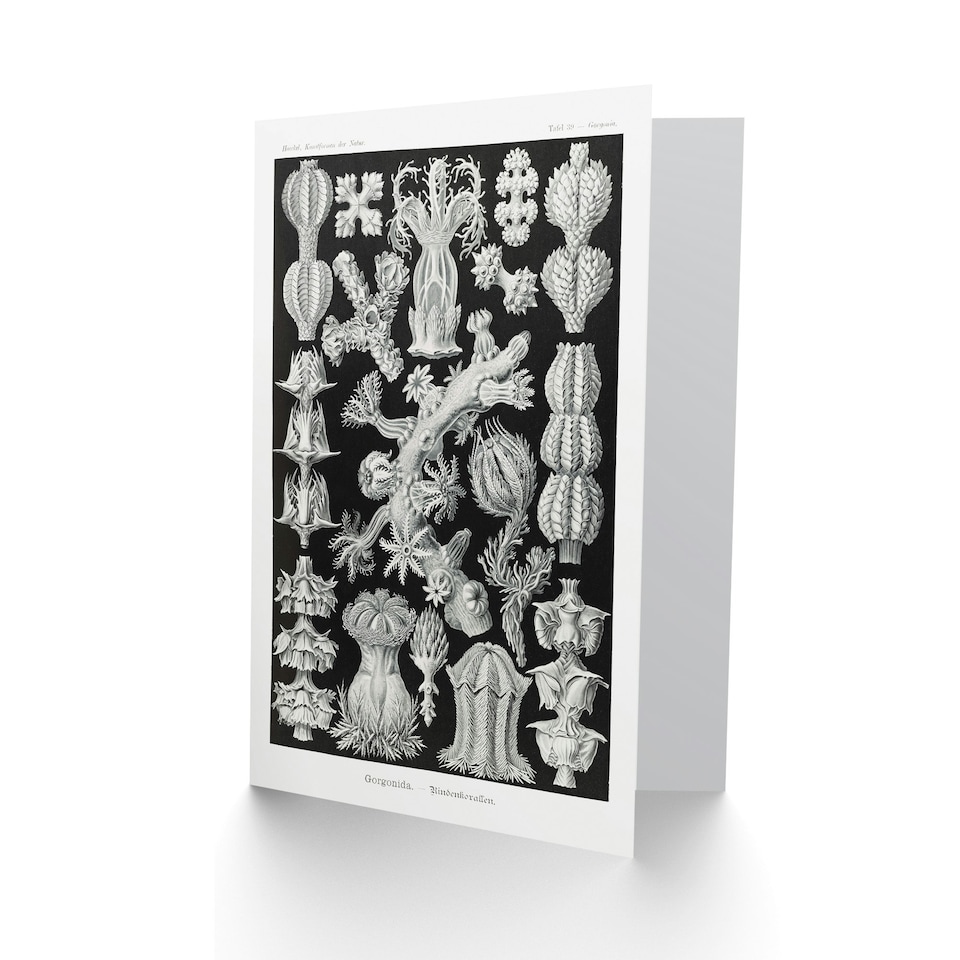 image 1 of Ernst Haeckel Art Card Gorgonida Vintage Coral Illustration