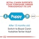 image 4 of ROYAL CANIN Yorkshire Terrier Puppy Dry Dog Food