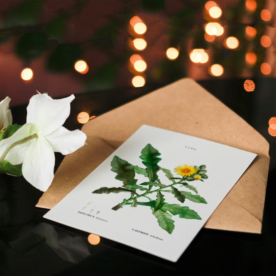 image 1 of Pierre-Joseph Redouté Art Card Sow Thistle Flower Bloom