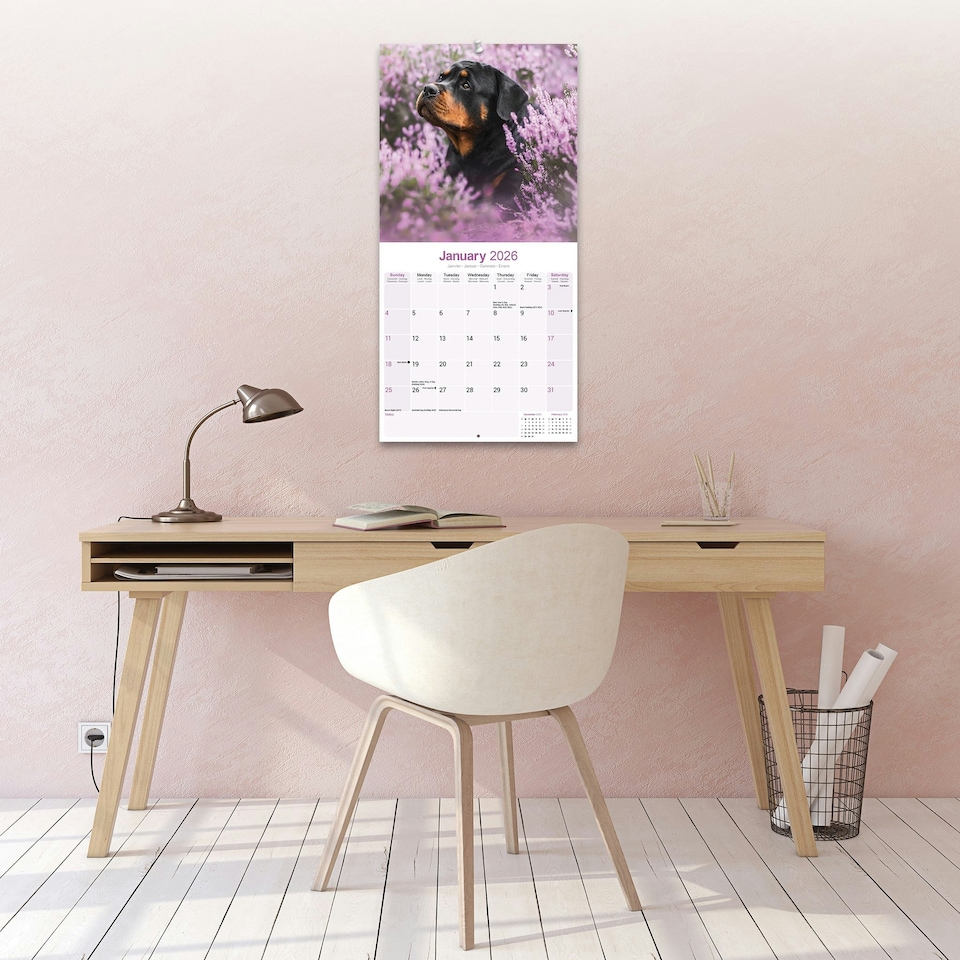 image 1 of Rottweiler 2026 Calendar | Square Wall Calendar | Dog Breed Gift | Plastic Free Packaging | by Avonside Publishing