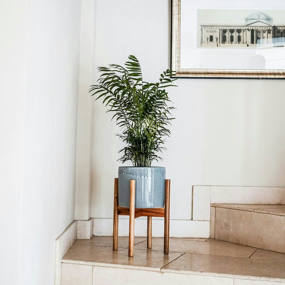 image 1 of Anzio Stone Planter with Wooden Stand - Ceramic - L24 x W24 x H38.5 cm - White | White