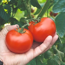 Tomato Alicante Half-Hardy Annual Early Sweet Medium Fruits 1 Packet x 25 Veg Saver Seeds by Thompson & Morgan
