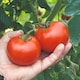image 1 of Tomato Alicante Half-Hardy Annual Early Sweet Medium Fruits 1 Packet x 25 Veg Saver Seeds by Thompson & Morgan