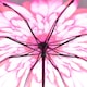 image 2 of Everyday Folding Umbrella Automatic Opening Reverse Daisy | Black | Pink | Canopy: 100cm
