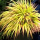 image 1 of Hakonechloa 'Sunflare' - Chartreuse-Yellow Ornamental Grass | Yellow | Chartreuse-yellow with crimson tips | 9cm Plants | 1
