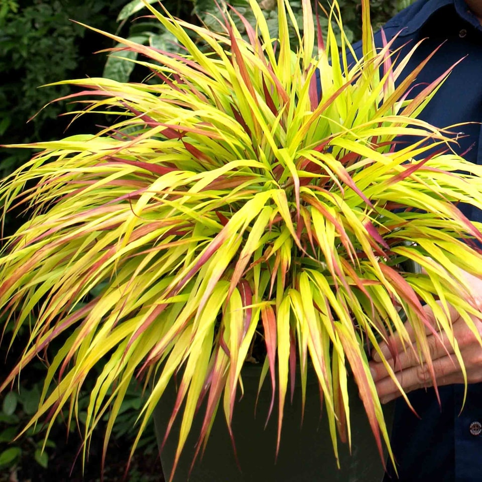 image 1 of Hakonechloa 'Sunflare' - Chartreuse-Yellow Ornamental Grass | Yellow | Chartreuse-yellow with crimson tips | 9cm Plants | 1
