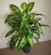 image 2 of 100cm Large Fox's Aglaonema (Spotted Evergreen) Tree Artificial Plant | Green | 3ft
