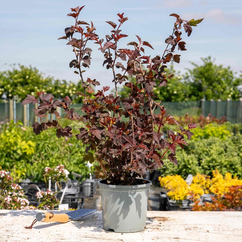image 1 of Marshalls Garden Physocarpus 'Lady in Red' shrub 9cm