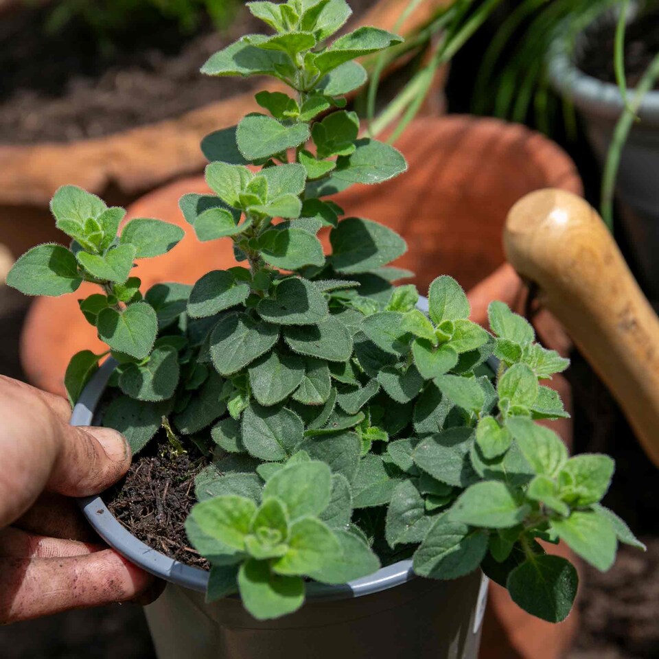image 1 of Oregano 'Origanum vulgare' - hardy perennial herb, 3 x 9cm