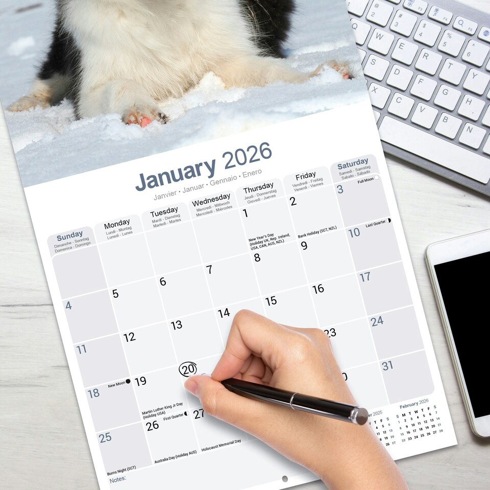 image 1 of Border Collie Puppies 2026 Calendar | Square Wall Calendar | Dog Breed Gift | Plastic Free Packaging | by Avonside Publishing