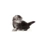 image 6 of Royal Canin Cat Persian Kitten 4KG