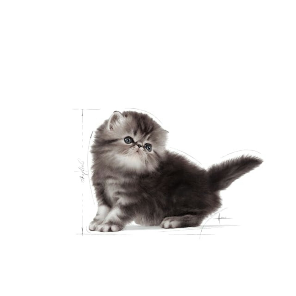 image 1 of Royal Canin Cat Persian Kitten 4KG