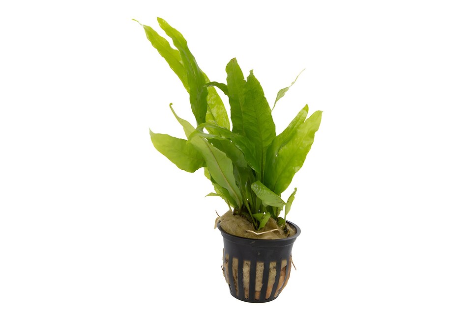 image 1 of Java Fern (Microsorum pteropus) - Live Aquarium Plant for Midground Planting, Low Light, No CO2 Needed - Fish Tank Plant