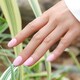image 4 of Bluesky Pink Gel Polish - Gentle Whisper 10ml | Pink | Gentle Whisper