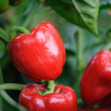 Carbeth Plants 3 x Bell Pepper Bellboy Vegetable Plant - 9cm Pot - Easy Grow Kitchen Garden