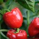 image 1 of Carbeth Plants 3 x Bell Pepper Bellboy Vegetable Plant - 9cm Pot - Easy Grow Kitchen Garden