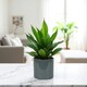 image 2 of Glossy Grey Ceramic Indoor Plant Pot (H13 x W13.5cm) Grey