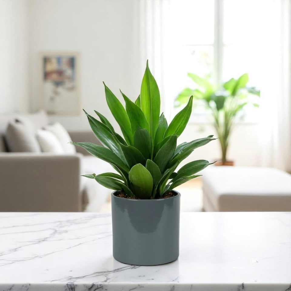 image 1 of Glossy Grey Ceramic Indoor Plant Pot (H13 x W13.5cm) Grey