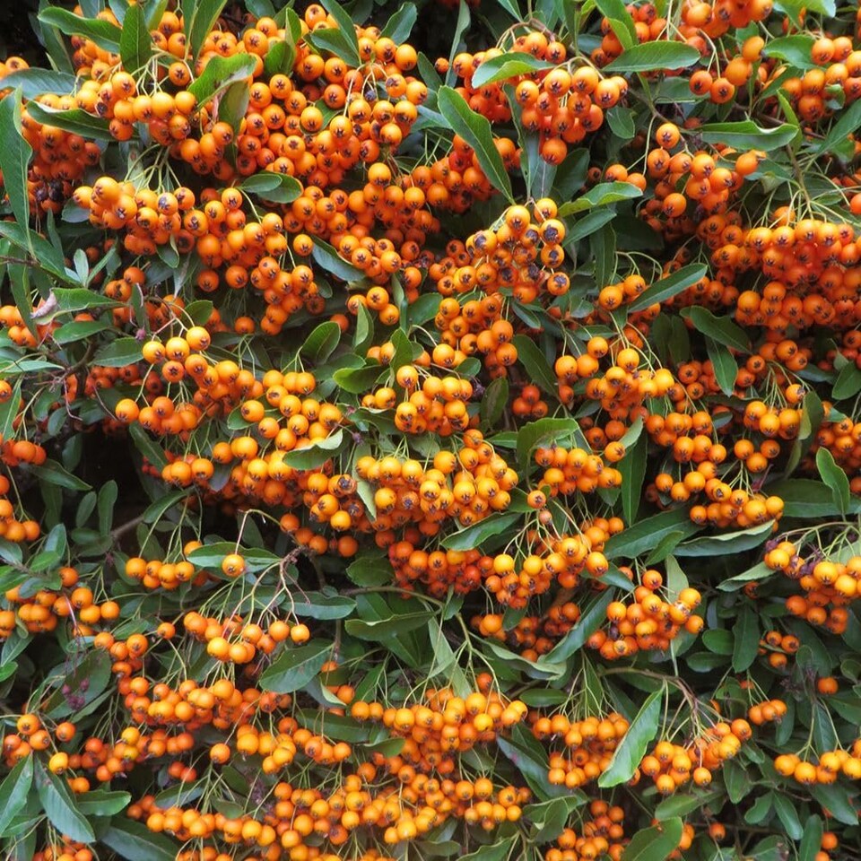 Pyracantha Firelight 9cm Potted Plant x 2