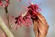 image 1 of Witch Hazel Hamamelis Ruby Glow Shrub 4-5ft Extra Large in a 7.5 Litre Pot By Direct Plants