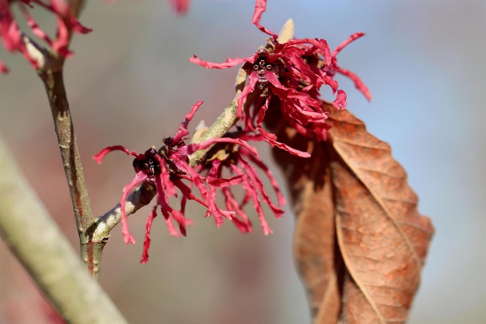 image 1 of Witch Hazel Hamamelis Ruby Glow Shrub 4-5ft Extra Large in a 7.5 Litre Pot By Direct Plants