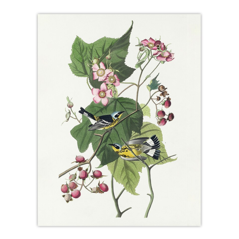 image 1 of Black and Yellow Warblers Audubon Nature Wall Art Poster Print 12X16"