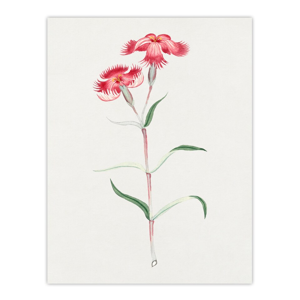 image 1 of Vintage Japanese Botanical Framed Wall Art Print Nadeshiko Flower Home Décor